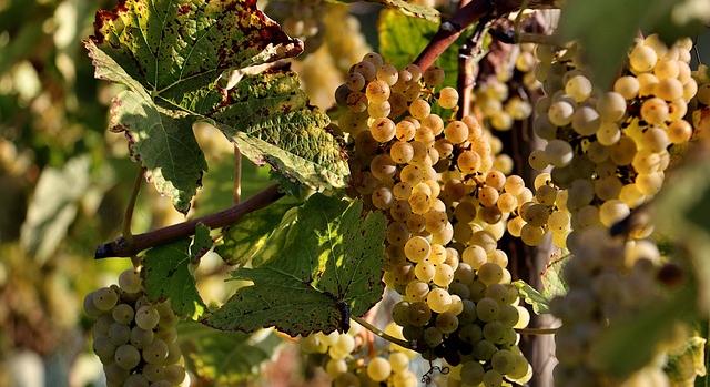 Villány térségében is megjelent a szőlő aranyszínű sárgaság betegsége – fokozott védekezésre hívja fel a figyelmet a Nébih
