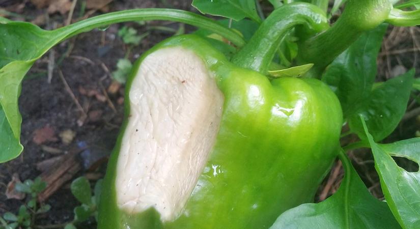 Megéghet a paprika? – Napégés nyáron a konyhakertben