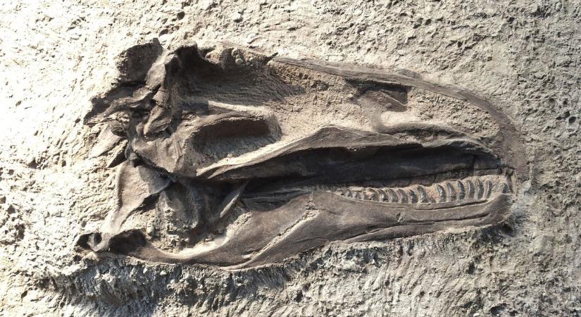 Ősi túlélők: már a dinoszauruszok korában szárnyaltak a madarak