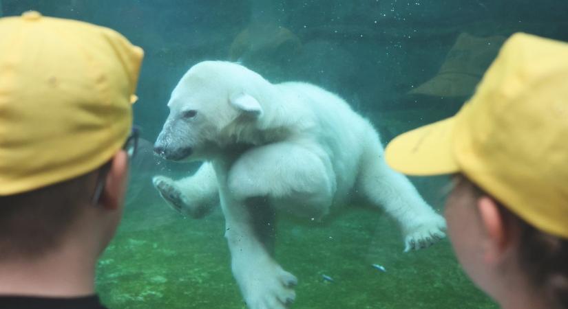A ZooSuli „diákjai” is odavannak a jegesmedvebocsokért (fotók, videók)