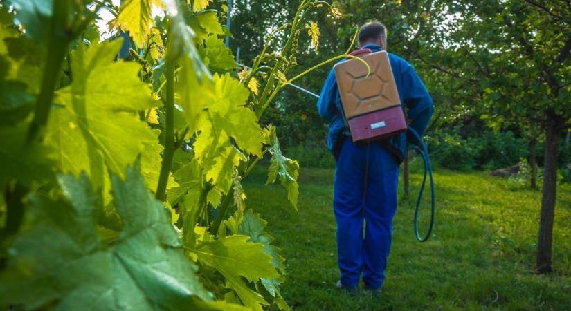 Támad a sárga rettenet, a szőlőkabóca elleni védekezés utolsó percében vagyunk