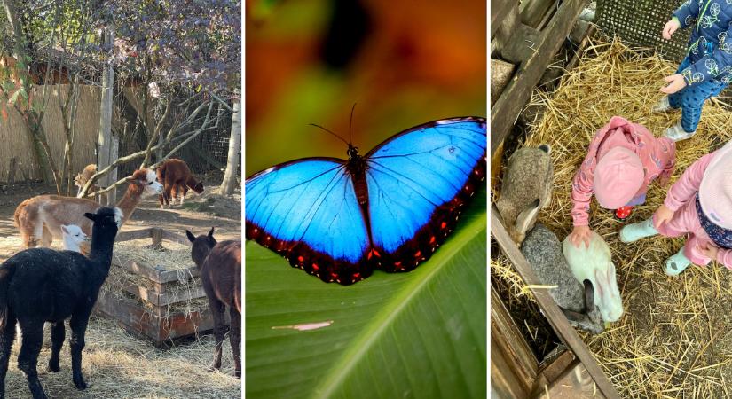 Lepkevilág, rájasimogatás, alpaka terasz – állatkertek és állati helyek Budapesten