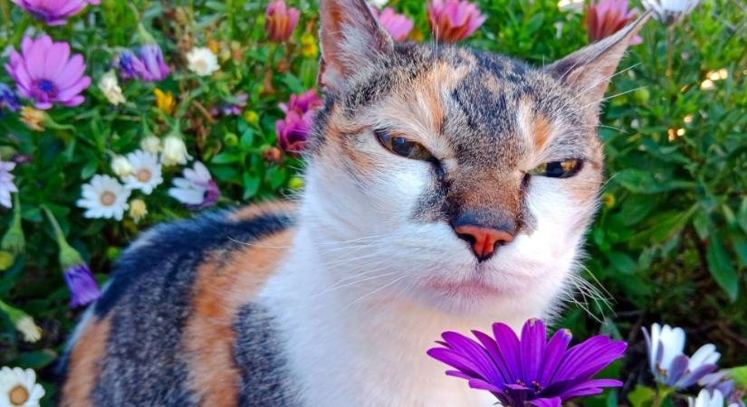 Tippek a kinti és a benti macskák gondozásához kánikula idejére