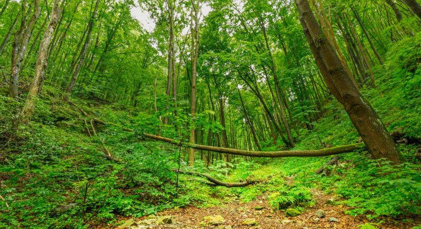 A WWF által is díjazott állami erdőgazdálkodók célja az erdők megőrzése, gyarapítása és megújítása