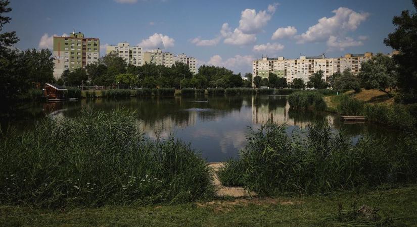 Szemetelés okozhatja a vesztét, de összefogott a város, hogy megmentsék a szerencsétlenül járt állatot