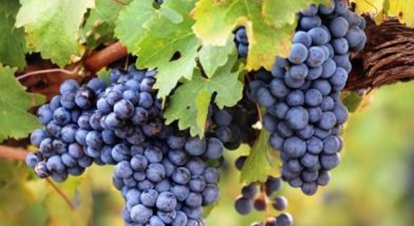 Villányban is megjelent a szőlő aranyszínű sárgasága, a Nébih fokozott védekezést ajánl