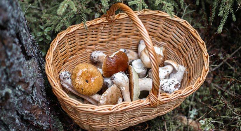 Gombás palacsinta ölt meg három gyereket