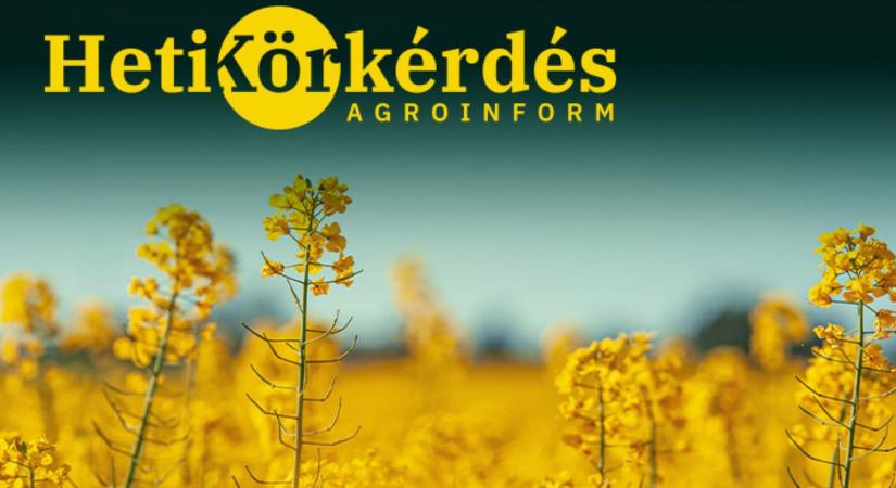 Melyek a nitrogénhasznosításban jeleskedő repcék? – Heti Körkérdés