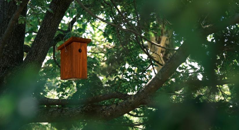 Madárodúkat helyeztek ki az orvosi kar parkjaiba
