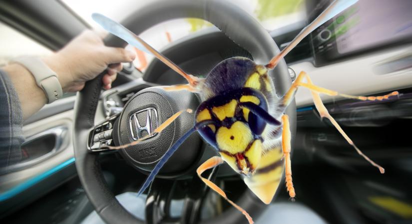 Mit tegyünk, ha darázs van az autónkban?