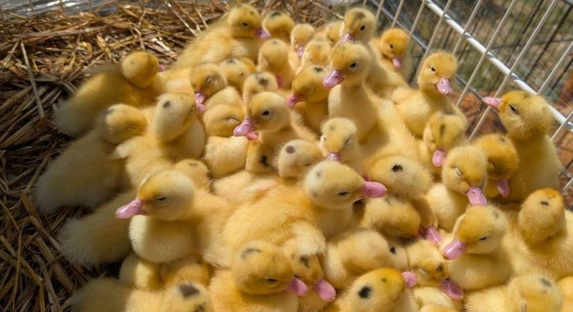 A borsodiak kedvence, az ónodi vásár újra kinyitja kapuit