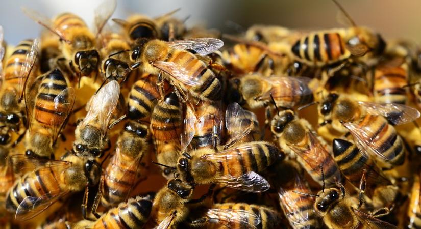 Kiadták a figyelmeztetést a méhek miatt – ezt kell tenni