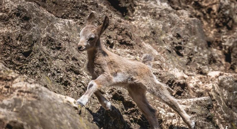 Új jövevény a Fejes-völgyben – már most mindenki odavan érte