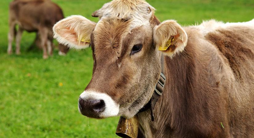 Szlovákia jól kezelte a száj- és körömfájás okozta helyzetet
