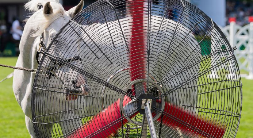 A ló is ventilátorhoz menekül – A nap legjobb képei