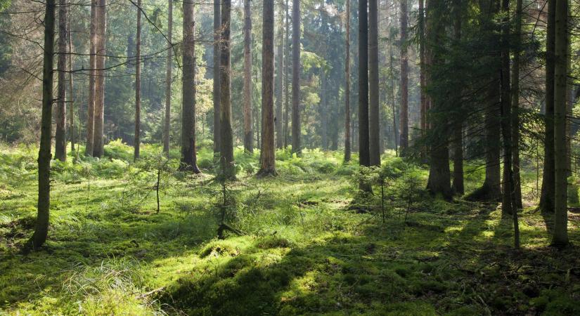 Agrárminisztérium: a WWF által is díjazott állami erdőgazdálkodók célja az erdők megőrzése, gyarapítása és megújítása