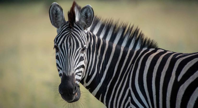 Ilyet sem gyakran látni: zebra és kenguru rohangált az amerikai utakon