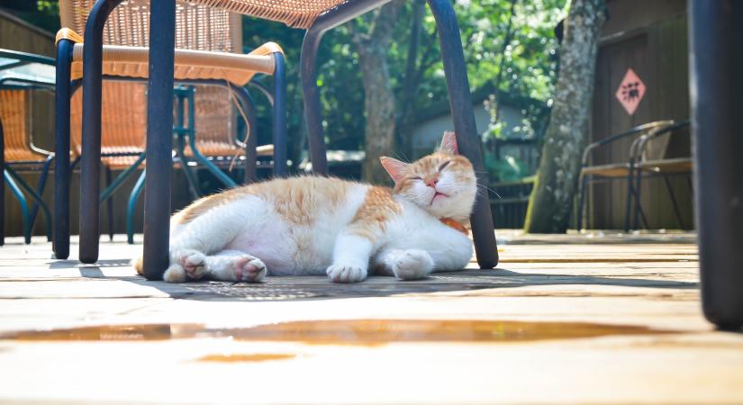 11 dolog, amit cicagazdiként SOHA ne tegyél nyáron – A hőség nem tréfa!