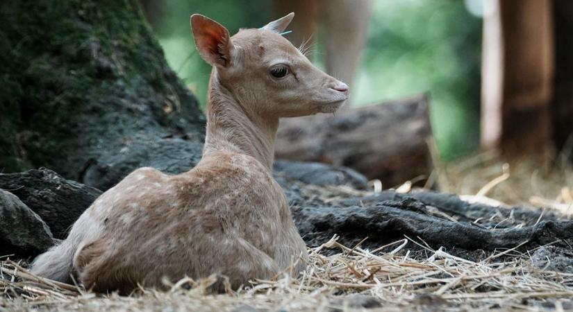 Napi cukiság: különleges dám született a Budakeszi Vadasparkban