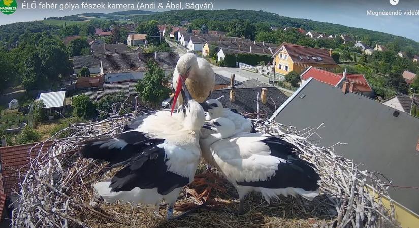 Egy kémény, egy fészek, négy gyerek – Andi és Ábel jó nagy családot hozott össze Ságváron