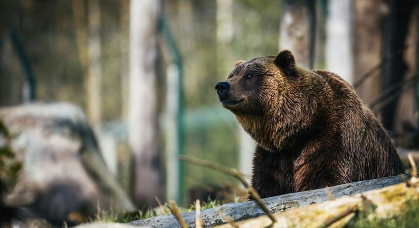 Felkavaró: medvetámadásban vesztette életét egy turista