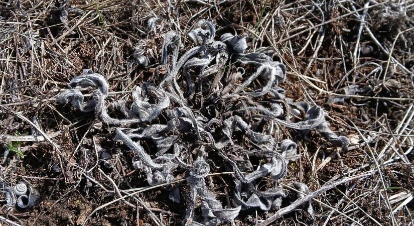 Vegyszerezéssel okoztak hatalmas kárt Budaörsön védett növény- és állatfajok élőhelyén, ahová lakóparkot terveznek építeni