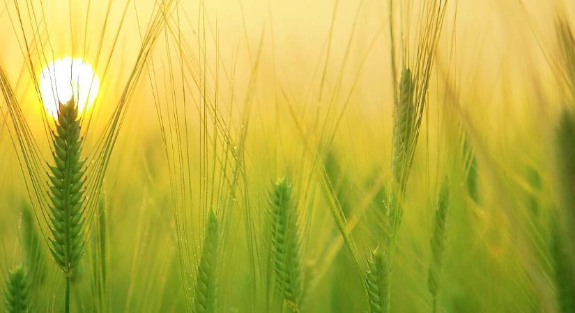 Hyvido Neo- vírusrezisztens hibrid árpák a Syngenta-tól