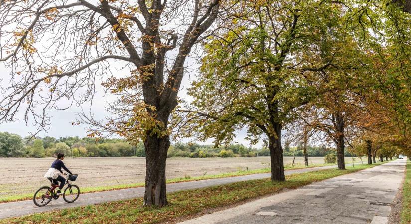 Építkezés vagy parkosítás? Megosztó vita a Fényes-fasor jövőjéről a tatai testületben