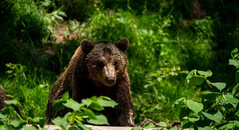 Medve ragadott el egy olasz turistát Romániában