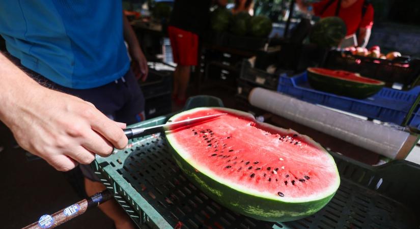 Magyar dinnye nyomában: Tatabányán még a létezése is kérdéses