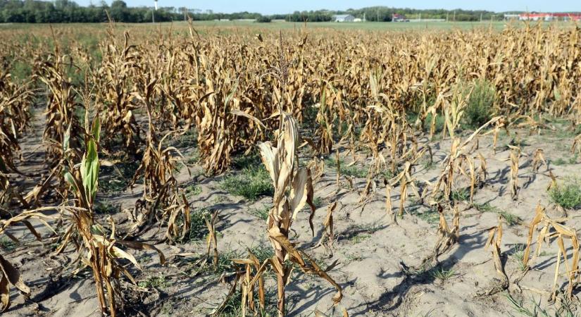 Félsivatagos területnek nyilvánították a Duna–Tisza közét, komplex vízpótlási program indul