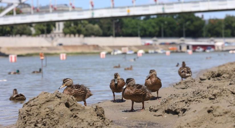 Továbbra sem enyhül, meghosszabbították a hőségriasztást