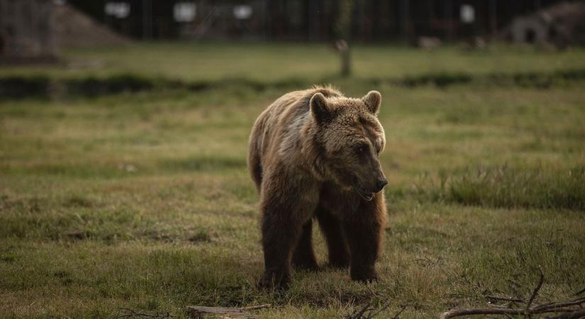 Ismét medvét észleltek – egyre gyakrabban bukkannak fel a településeken