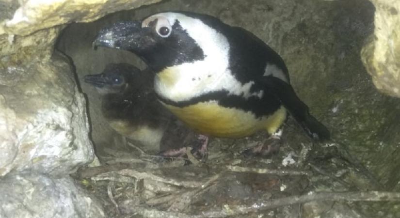 Kikelt az első másodgenerációs szegedi pingvinfióka