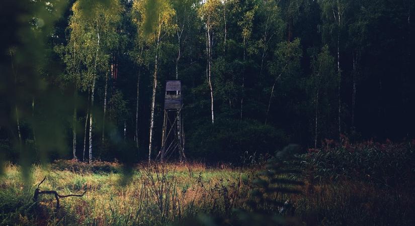 A WWF által díjazott állami erdőgazdálkodók megőrzik, gyarapítják és megújítják a hazai erdőket
