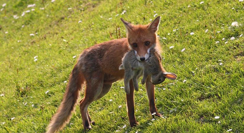 Kriptós Firefox-bővítményeken keresztül lopják a tárcakulcsokat