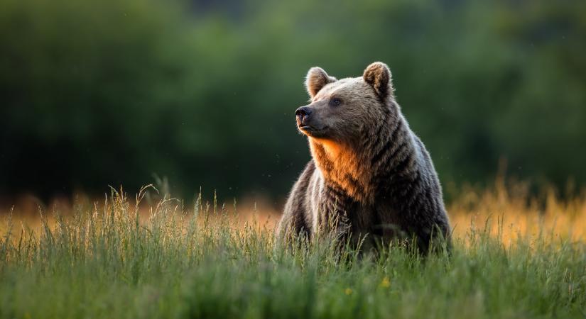 Medvetámadásban meghalt egy külföldi turista Romániában