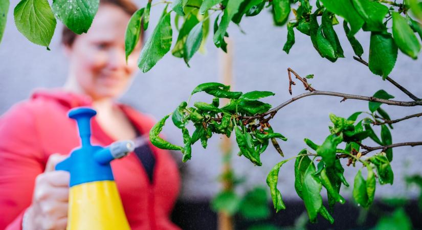Levéltetvek ellen házilag: így védheted meg a gyümölcsfáidat vegyszerek nélkül