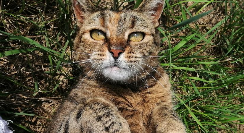Így változtatta meg a cicám életét az ivókút