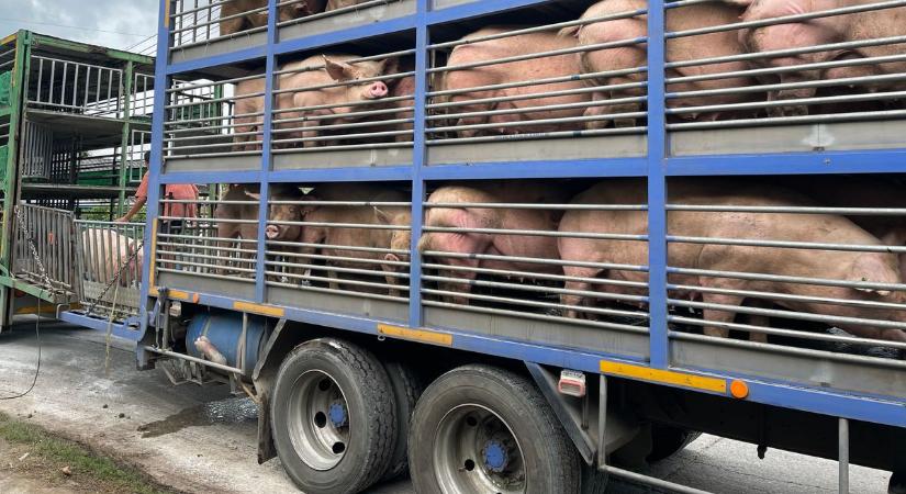 Nem jó irányba mozdult el az agrár-külkereskedelem, de még így is nagy az aktívuma