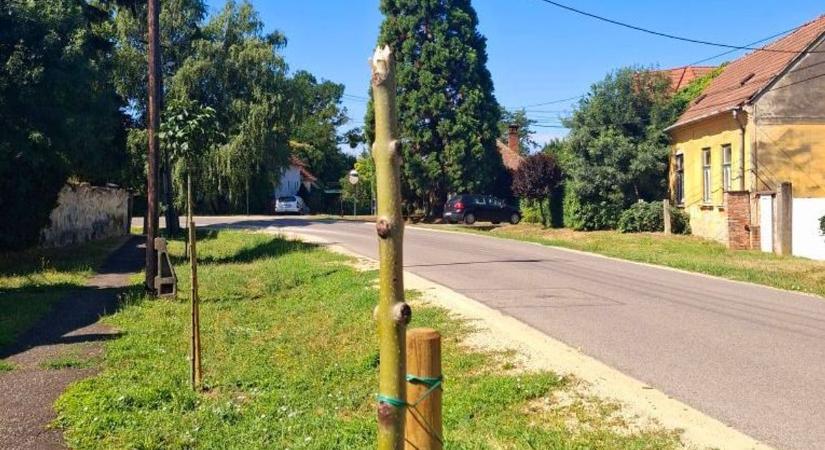 Nem csak egy kisfát törték derékba Kisfaludon, pofont kaptak a közösségben, az összefogásban hívők és a faluért dolgozók