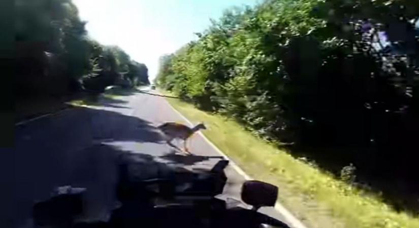Motoros rendőr elé ugrottak ki az őzek - videón a drámai pillanat