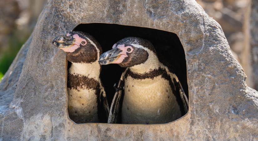 Napi cuki: egy azonos nemű pingvinpár fogadott örökbe egy bébit