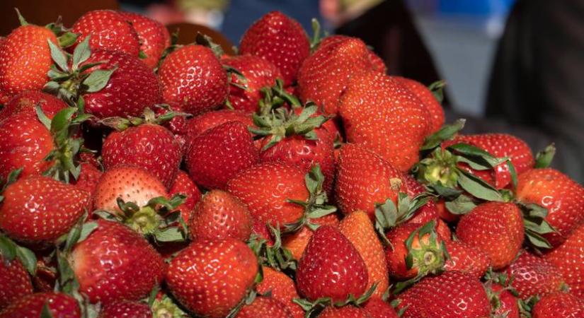 Hazaiként árulta a külföldi gyümölcsöt, durva bírságot kapott: álcázott NAV-osok buktatták le az eperárust