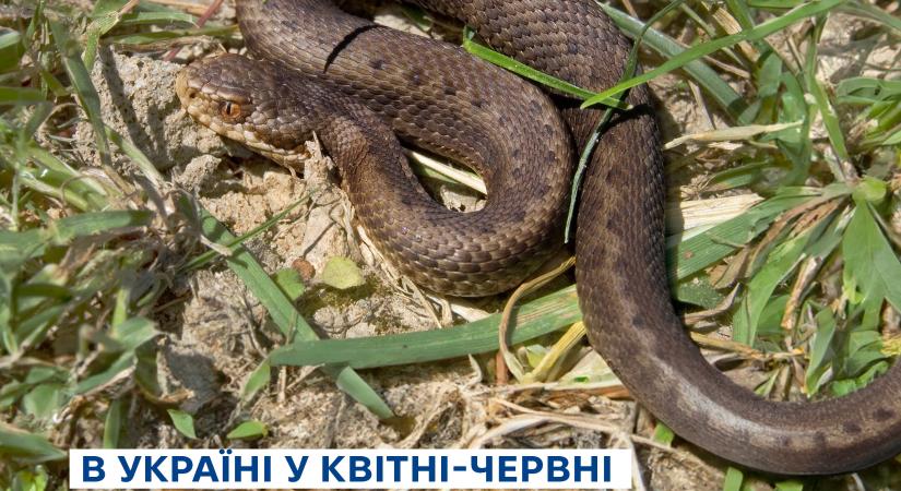 Ukrajnában három hónap alatt 20 kígyómarásos esetet regisztráltak
