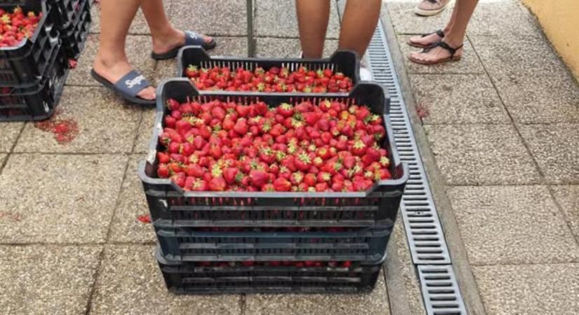 Eper feketén? nemcsak nyugtát felejtett el adni a kofa, de még az alkalmazottait sem jelentette be