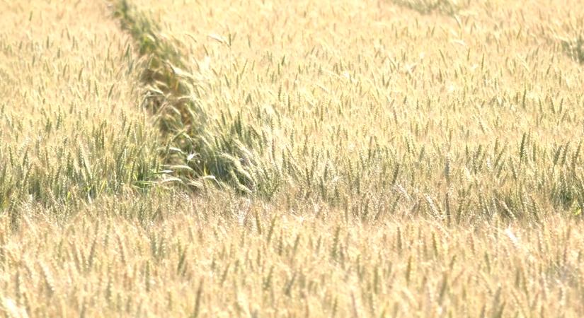 Zala, Vas és Somogy vármegyében a legnagyobb probléma a vadkár