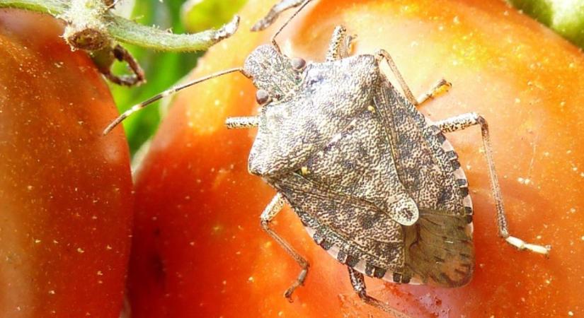 Poloskainvázió a málnán és a zöldségeken – mit tehetünk?