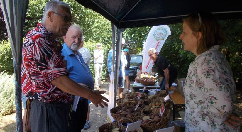 Kiderült, melyik burgonyafajtában hisz a nyírteleki termelő!