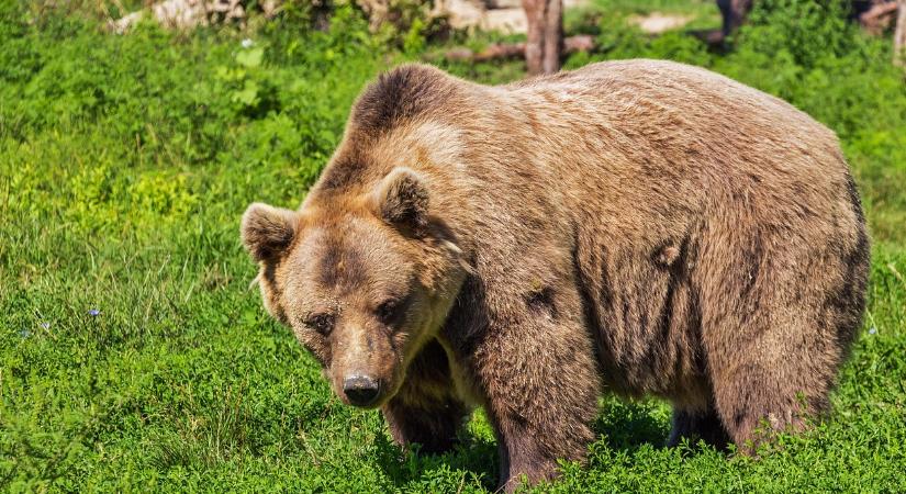 Medvetámadás a szomszédban: turistát ölt meg az állat